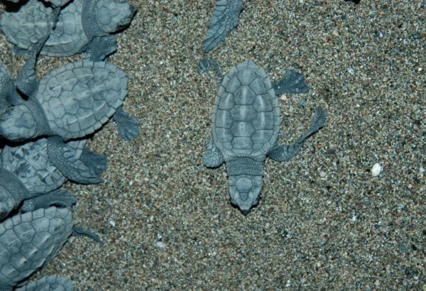 CARETTA CARETTALAR - Görsel 8