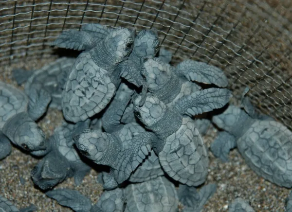 CARETTA CARETTALAR - Görsel 7