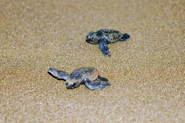 CARETTA CARETTALAR - Görsel 6