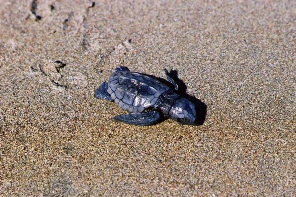 CARETTA CARETTALAR - Görsel 5