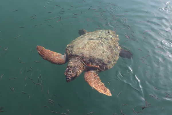 CARETTA CARETTALAR - Görsel 3