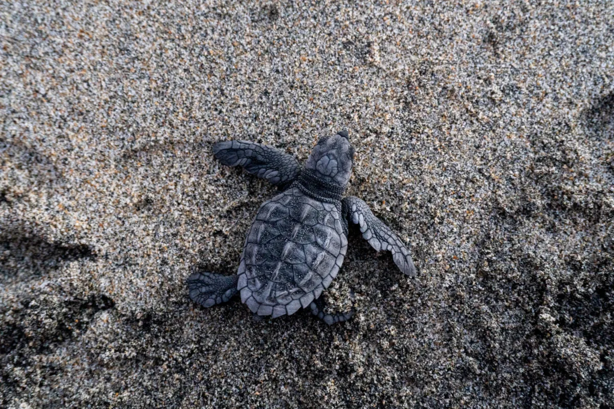 CARETTA CARETTALAR