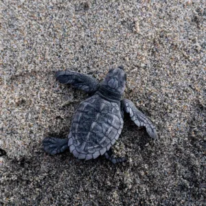 CARETTA CARETTALAR
