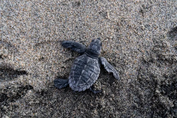 CARETTA CARETTALAR